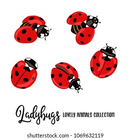 Set of 5 ladybugs.  Colored  vector illustration without gradients and transparency. 