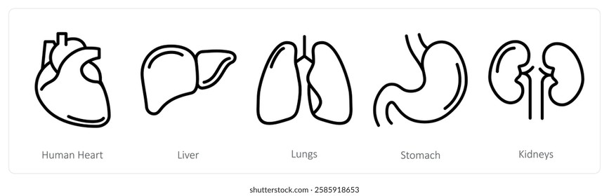 A set of 5 medical icons as human heart, liver, lungs