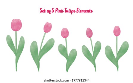 Set of 5 Pink Tulips Elements digital watercolor painting style graphic design on white.