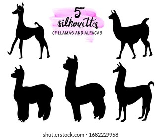 set of 5 silhouettes of llamas and alpacas realistic and stylized on a white background