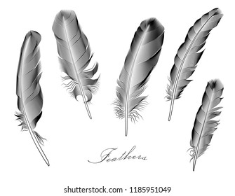 A set of 5 stylized feathers. Vector illustration. Isolated on white.