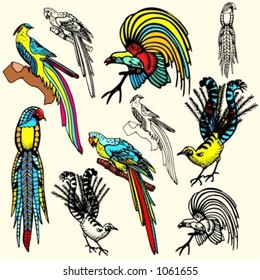 A set of 5 vector illustrations of birds.