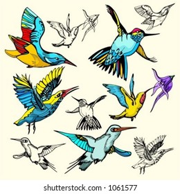 A set of 5 vector illustrations of humming-birds.