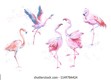 Set of 5 vector watercolor imitation style sketchy flamingos isolated on white. Vector illustration of pink flamingo