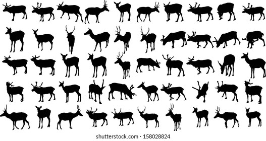 Set of 50 vector silhouettes of deers