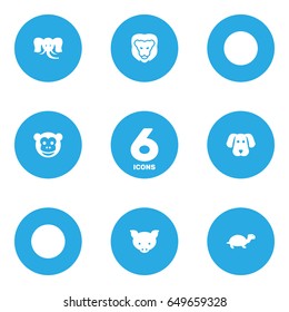 Set Of 6 Alive Icons Set.Collection Of Hog, Wildcat, Tortoise And Other Elements.