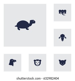Set Of 6 Beast Icons Set.Collection Of Trunked Animal, Aquila, Tortoise And Other Elements.