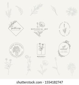 Set of 6 botanical logos. Hand drawn botanical illustrations with various plants and herbs.