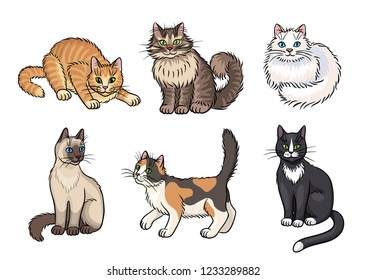 Set of 6 different cats - vector illustration. EPS8