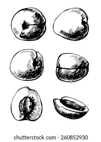 Set of 6 hand- drawn apricots on white background