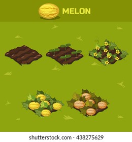 SET 6. Isometric Stage of growth vegetables. Melon in vector for playing a perspective. game element