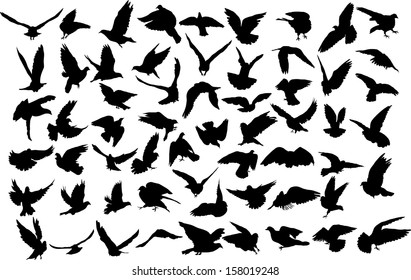 Set of 60 silhouettes of birds