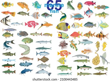 Set - 65 marine fish. Vector illustration on a transparent background