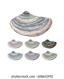 Set of 7 hand drawing color seashells. Vector illustration eps 10.