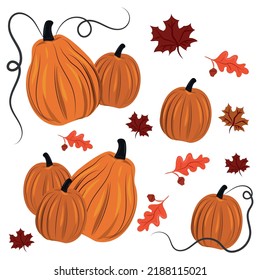 Set 7 pcs. orange pumpkins on white background, harvest festival - Vector illustration