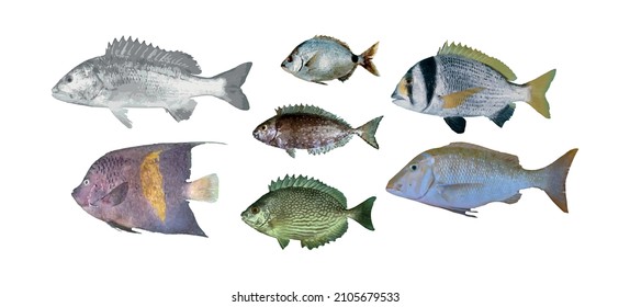 Set of 7 realistic fish showing aquatic animals from Arabian Gulf sea in Bahrain, Oman, Qatar, Kuwait, and Saudi Arabia 
