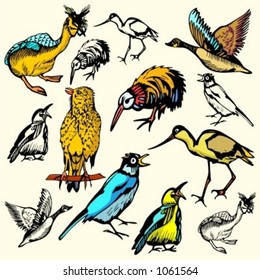 A set of 7 vector illustrations of birds.