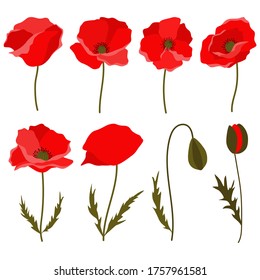 Set of 8 red poppies - flowers and buds. Flat vector illustration isolated on white background. Poppy clip art elements.