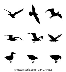 Set of 8 silhouettes representing different phases of a seagulls flight. Black silhouettes isolated on white.   EPS10 vector illustration.