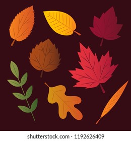 Set of 8 vector autumn leaves in various shapes and colors