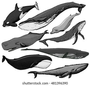 Set of 8 Whales from the world / include Finback, Humpback, Blue Whale, Sperm Whale, Bowhead, Killer, Northern Bottlenose. Vector  Hand made illustration isolated on white