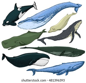 Set of 8 Whales from the world / include Finback, Humpback, Blue, Sperm, Bowhead, Killer, Northern Bottlenose. Vector  Hand made illustration isolated on white