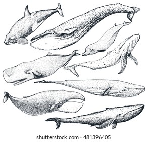Set of 8 Whales from the world / include Finback, Humpback, Blue, Sperm, Bowhead, Killer, Northern Bottlenose. Vector  Hand made illustration isolated on white