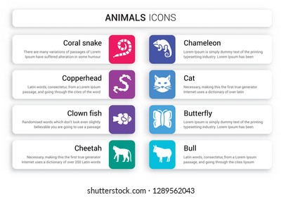 Set of 8 white animals icons such as coral snake, copperhead, Clown fish, Cheetah, Chameleon, Cat isolated on colorful background