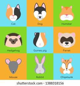 Set of 9 color vector illustrations of pets: cat, dog, hamster, hedgehog, guinea pig, ferret, mouse, rabbit, chipmunk. On multi-colored backgrounds, blue, green, yellow. Suitable for web, books, logo.