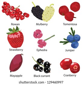 set of 9 different berries