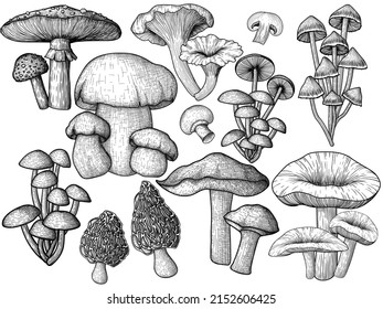 Set of 9 different vector mushrooms in woodcut style. Graphic linear fly agaric, chanterelles, porcini mushroom, honey mushrooms, morels, mycena, russula, boletus, champignons