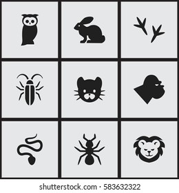 Set Of 9 Editable Animal Icons. Includes Symbols Such As Bedbug, Feline, Wildcat And More. Can Be Used For Web, Mobile, UI And Infographic Design.