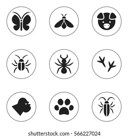 Set Of 9 Editable Nature Icons. Includes Symbols Such As Cockroach, Moth, Bug And More. Can Be Used For Web, Mobile, UI And Infographic Design.