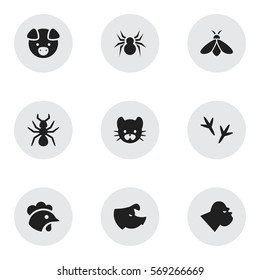 Set Of 9 Editable Zoo Icons. Includes Symbols Such As Arachind, Bedbug, Hog And More. Can Be Used For Web, Mobile, UI And Infographic Design.