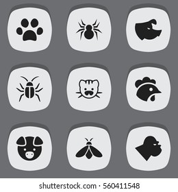 Set Of 9 Editable Zoology Icons. Includes Symbols Such As Rooster, Honey, Arachind And More. Can Be Used For Web, Mobile, UI And Infographic Design.