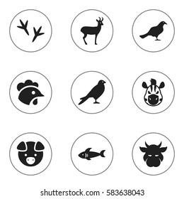 Set Of 9 Editable Zoology Icons. Includes Symbols Such As Shark, Kine, Hog And More. Can Be Used For Web, Mobile, UI And Infographic Design.