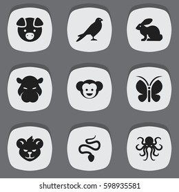 Set Of 9 Editable Zoology Icons. Includes Symbols Such As Moth, Eagle, Baboon And More. Can Be Used For Web, Mobile, UI And Infographic Design.