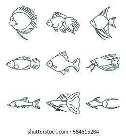 Set of 9 freshwater aquarium fish on white background in line style