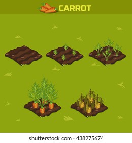 SET 9. Isometric Stage of growth vegetables. Carrot in vector for playing a perspective. game element