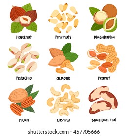 Set of 9 types of various nuts, vector isolated illustrations