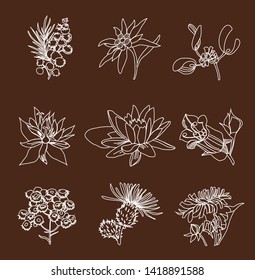 Set of 9 white flowers on a dark brown background. Chalk drawing on blackboard. Eco design for natural decor