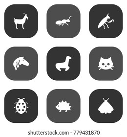 Set Of 9 Zoo Icons Set.Collection Of Porcupine, Grasshopper, Pussy And Other Elements.