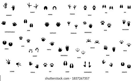 18 Yak track Stock Illustrations, Images & Vectors | Shutterstock