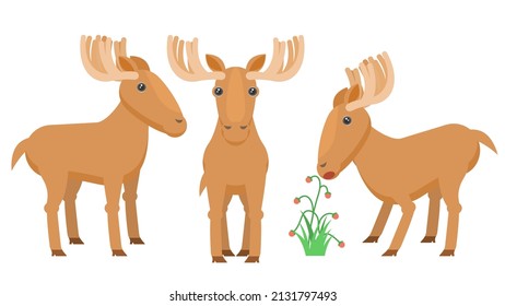 Colección Resumen Caricatura plana Diferente Base de alce de alce animal, Comer Berries Elementos de diseño de vectores Fauna Vida silvestre 