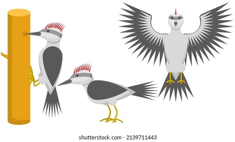 Set Abstract Collection Flat Cartoon Different Animal Woodpeckers Stand, Flies, Knocking On Wood Vector Design Style Elements Fauna Wildlife