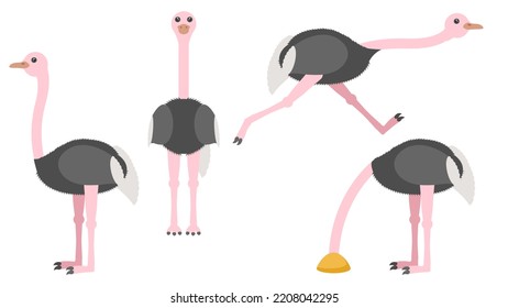 Set Abstract Collection Flat Cartoon Different Animal Ostriches Stand, Running, Hides His Head In The Sand Vector Design Style Elements Fauna Wildlife
