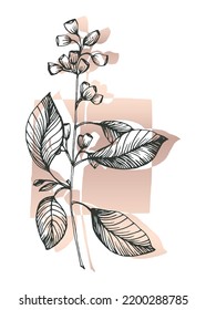 Set of Abstract Eucalyptus Hand Painted Illustrations for Wall Decoration, minimalist flower in sketch style. Postcard, Social Media Banner, Brochure Cover Design Background. Modern Abstract Painting.