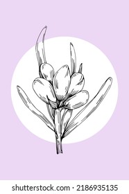Set of Abstract lavender Hand Painted Illustrations for Wall Decoration, minimalist flower in sketch style. Postcard, Social Media Banner, Brochure Cover Design Background. Modern Abstract Painting