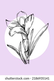 Set of Abstract lavender Hand Painted Illustrations for Wall Decoration, minimalist flower in sketch style. Postcard, Social Media Banner, Brochure Cover Design Background. Modern Abstract Painting