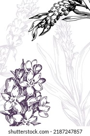 Set of Abstract Lavender Hand Painted Illustrations for Wall Decoration, minimalist flower in sketch style. Postcard, Social Media Banner, Brochure Cover Design Background. Modern Abstract Painting
